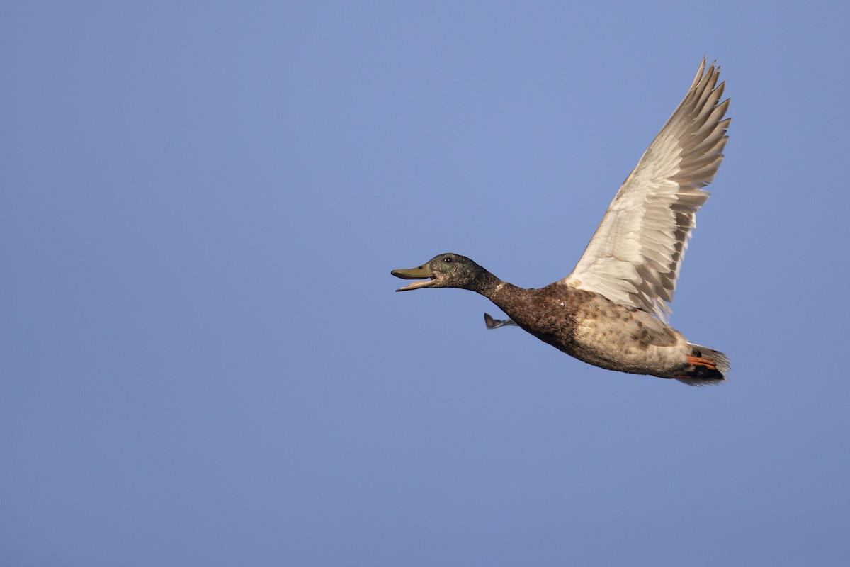 Stockente - ML275581741