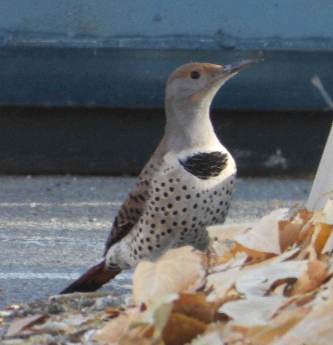Northern Flicker - ML275582371