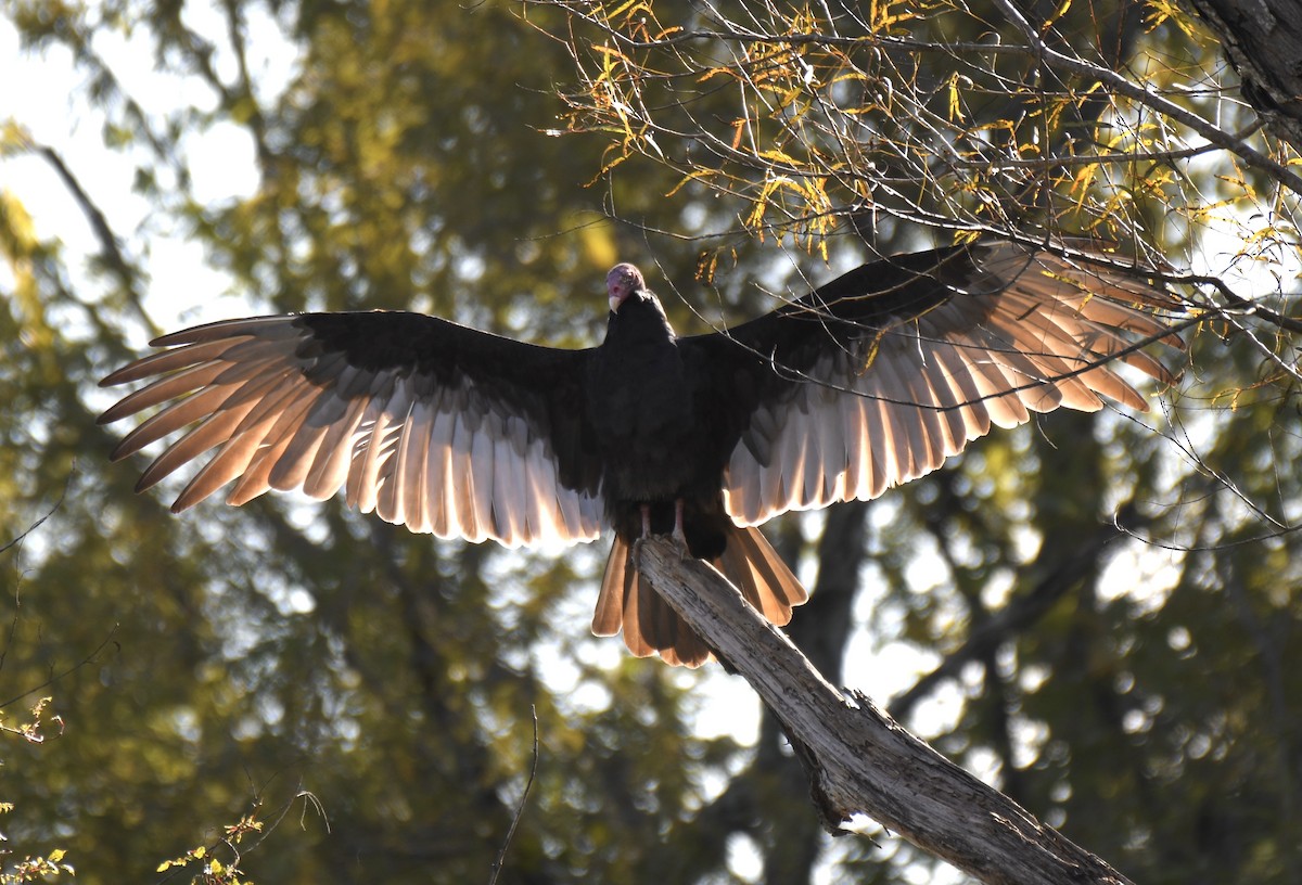 Turkey Vulture - ML275582611