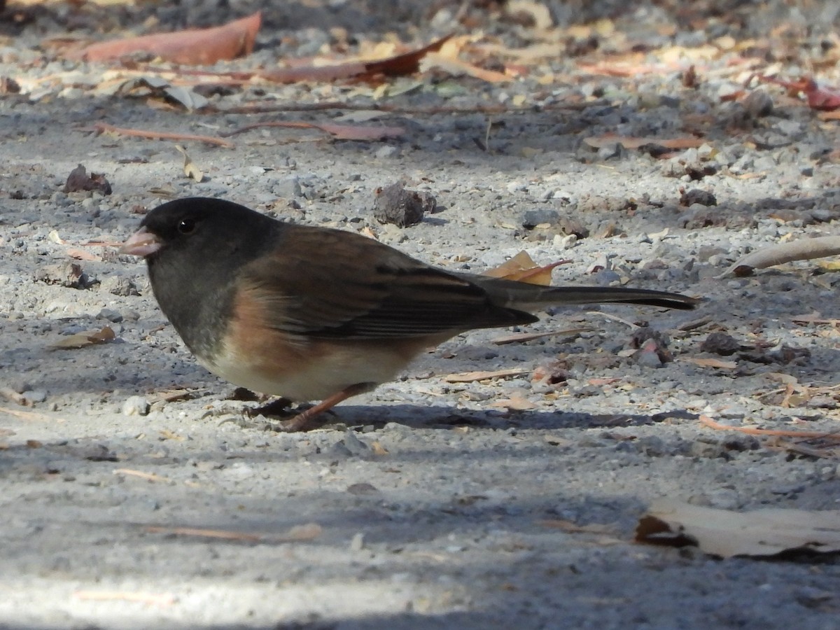 Dark-eyed Junco - ML275583131