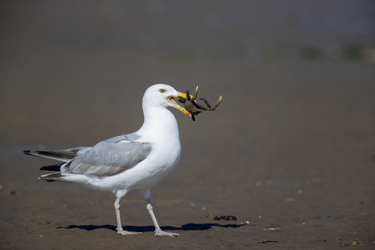 American Herring Gull - ML275583721