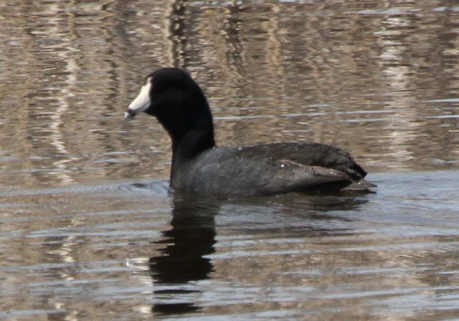 American Coot (Red-shielded) - ML27558431