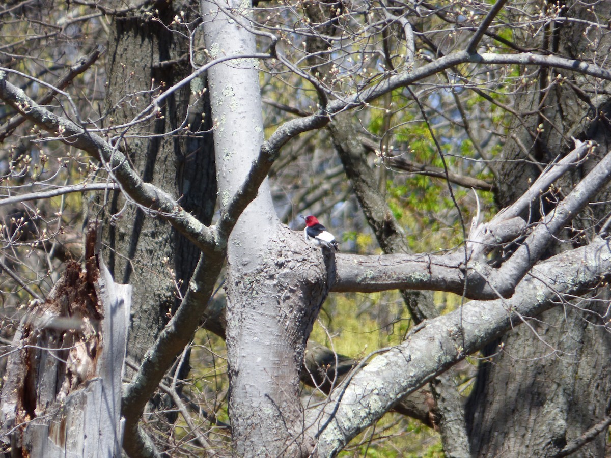 Red-headed Woodpecker - ML27558501