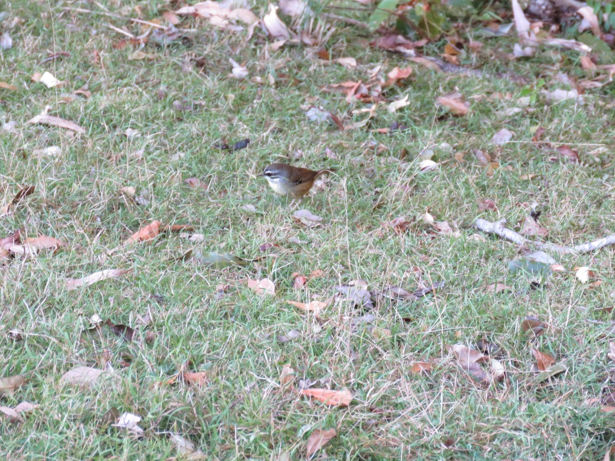 White-browed Scrubwren - ML275587171