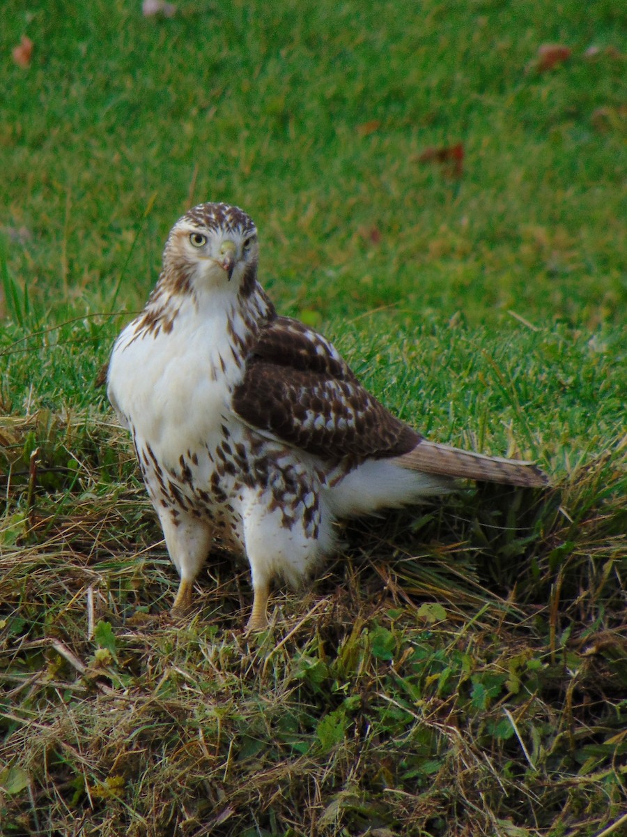 Red-tailed Hawk - ML275589781