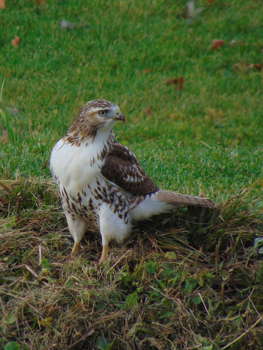 Rotschwanzbussard - ML275589791