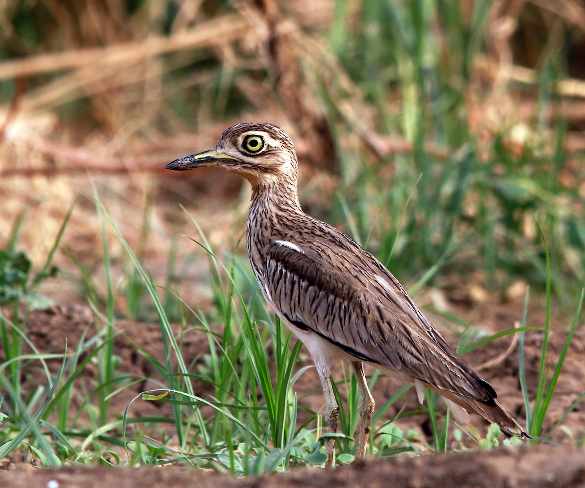 Senegal Thick-knee - ML275591041