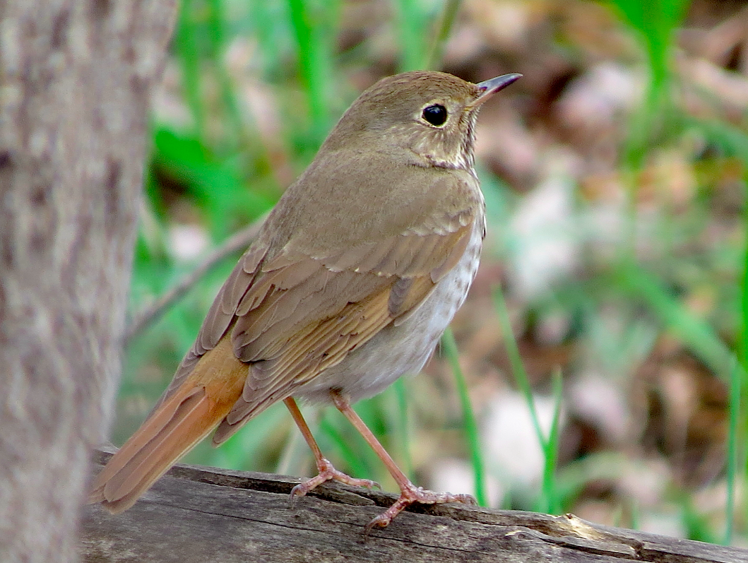 Hermit Thrush (auduboni Group) - Ted Floyd