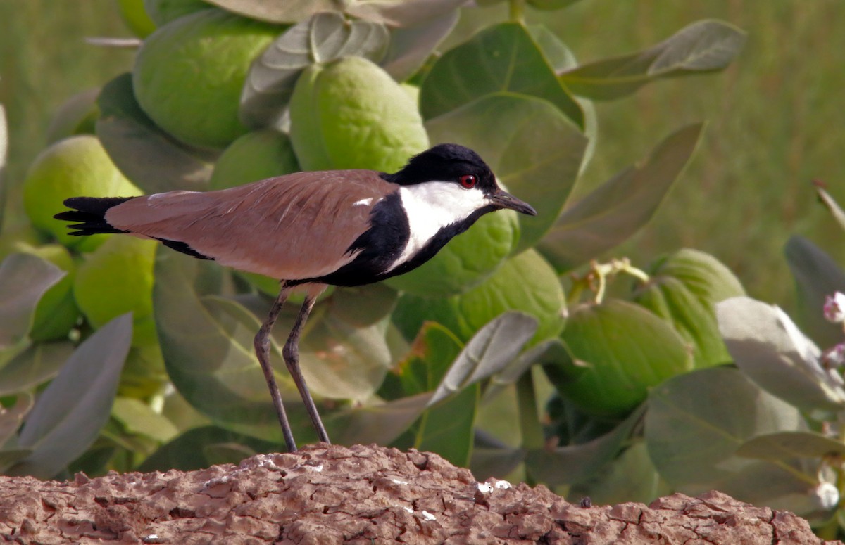 Spur-winged Lapwing - ML275591411