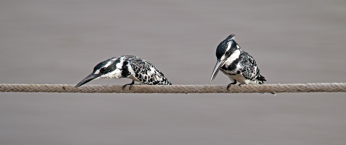 Pied Kingfisher - ML275591601