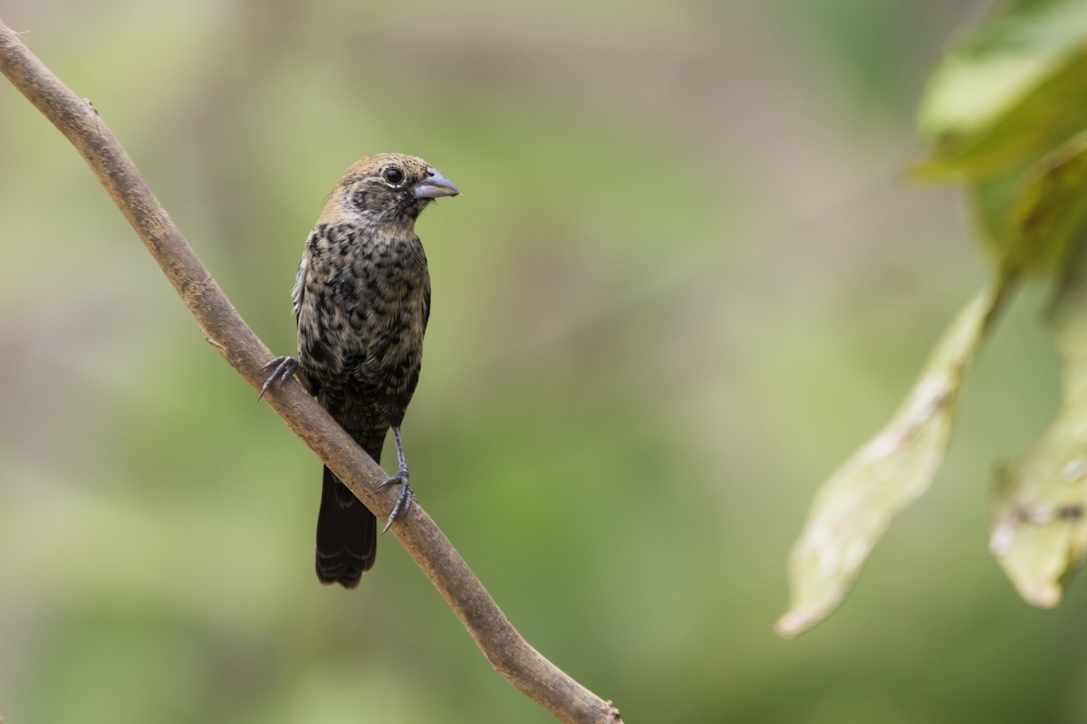 Blue-black Grassquit - ML275591761