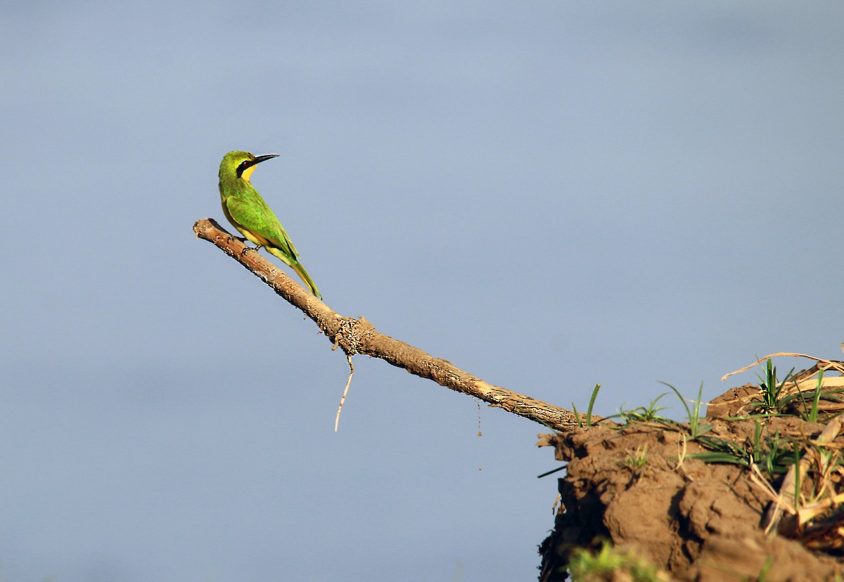 Little Bee-eater - ML275591781