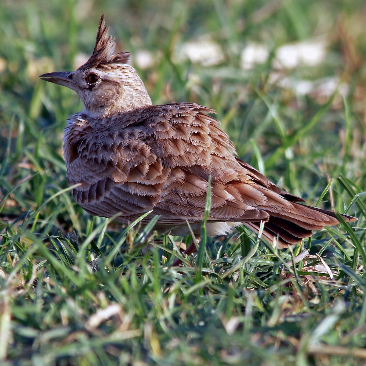 Crested Lark - ML275591951