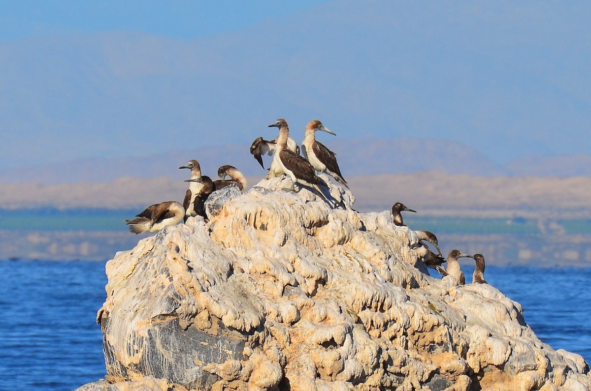 Blue-footed Booby - ML275592051