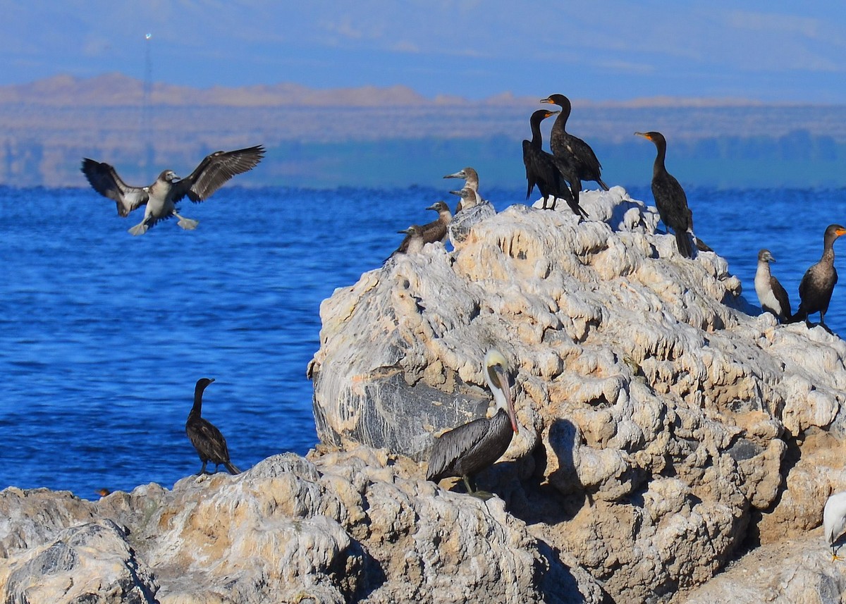 Blue-footed Booby - ML275592081