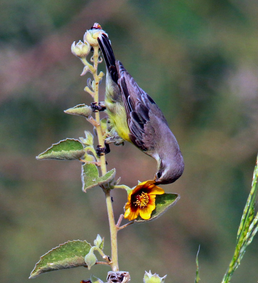 Nectariniidae sp. (sunbird sp.) - ML275592641