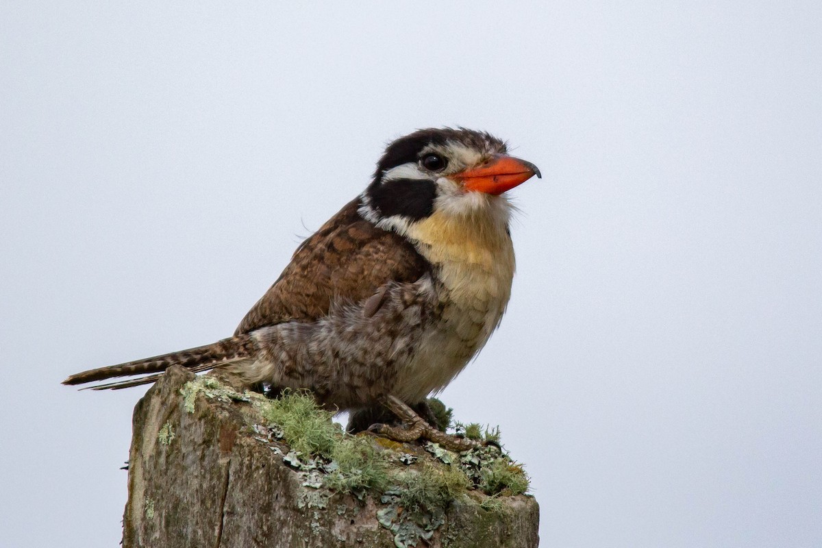 White-eared Puffbird - João Vitor Andriola