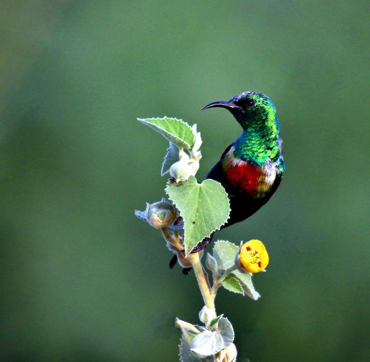 Nectariniidae sp. (sunbird sp.) - ML275592781