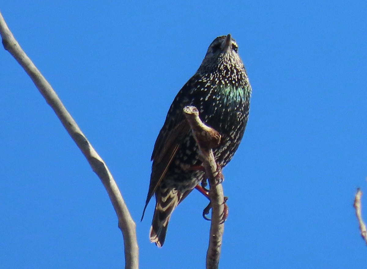 Хар тодол - ML275592841