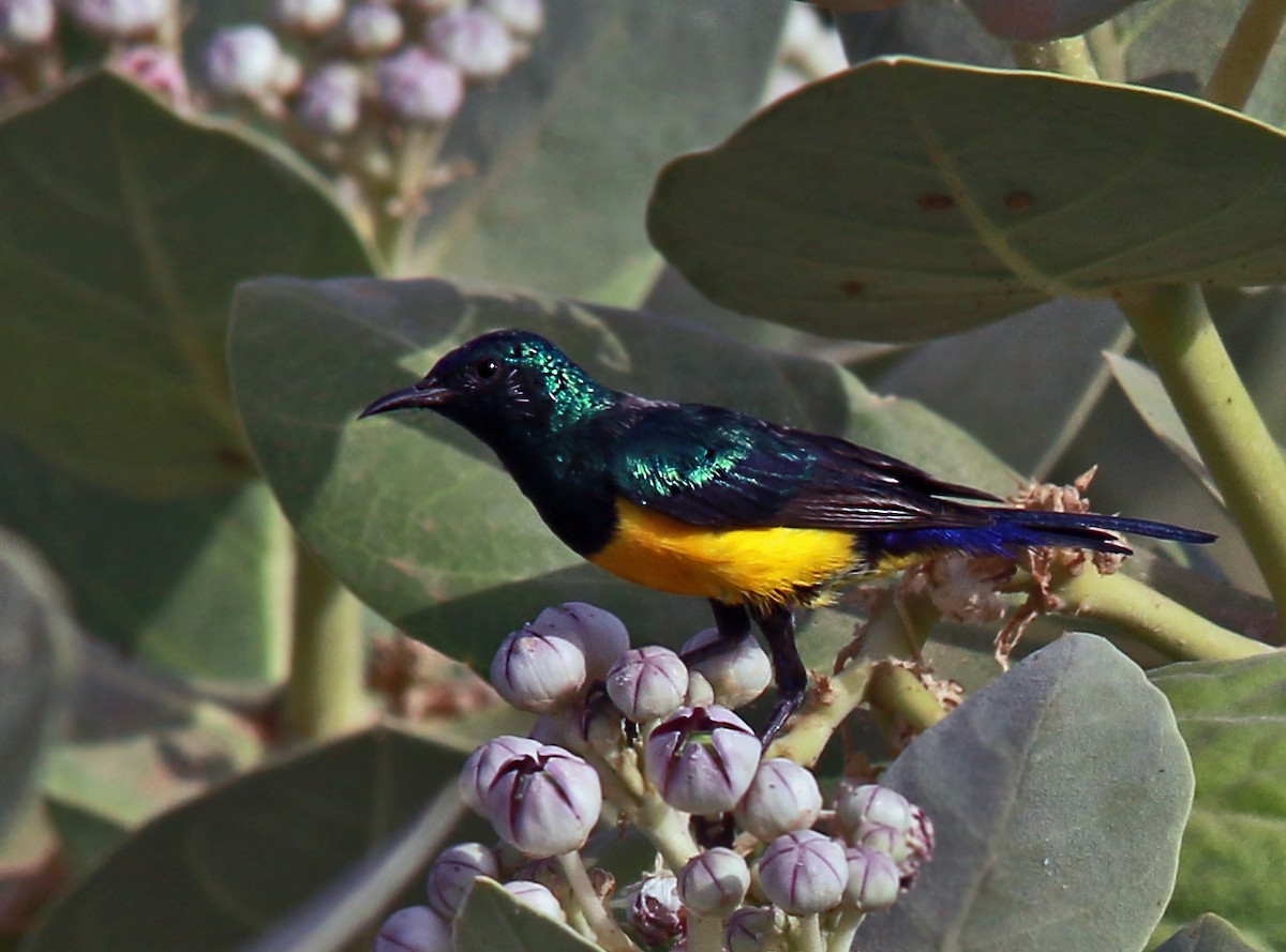 Nectariniidae sp. (sunbird sp.) - ML275592851