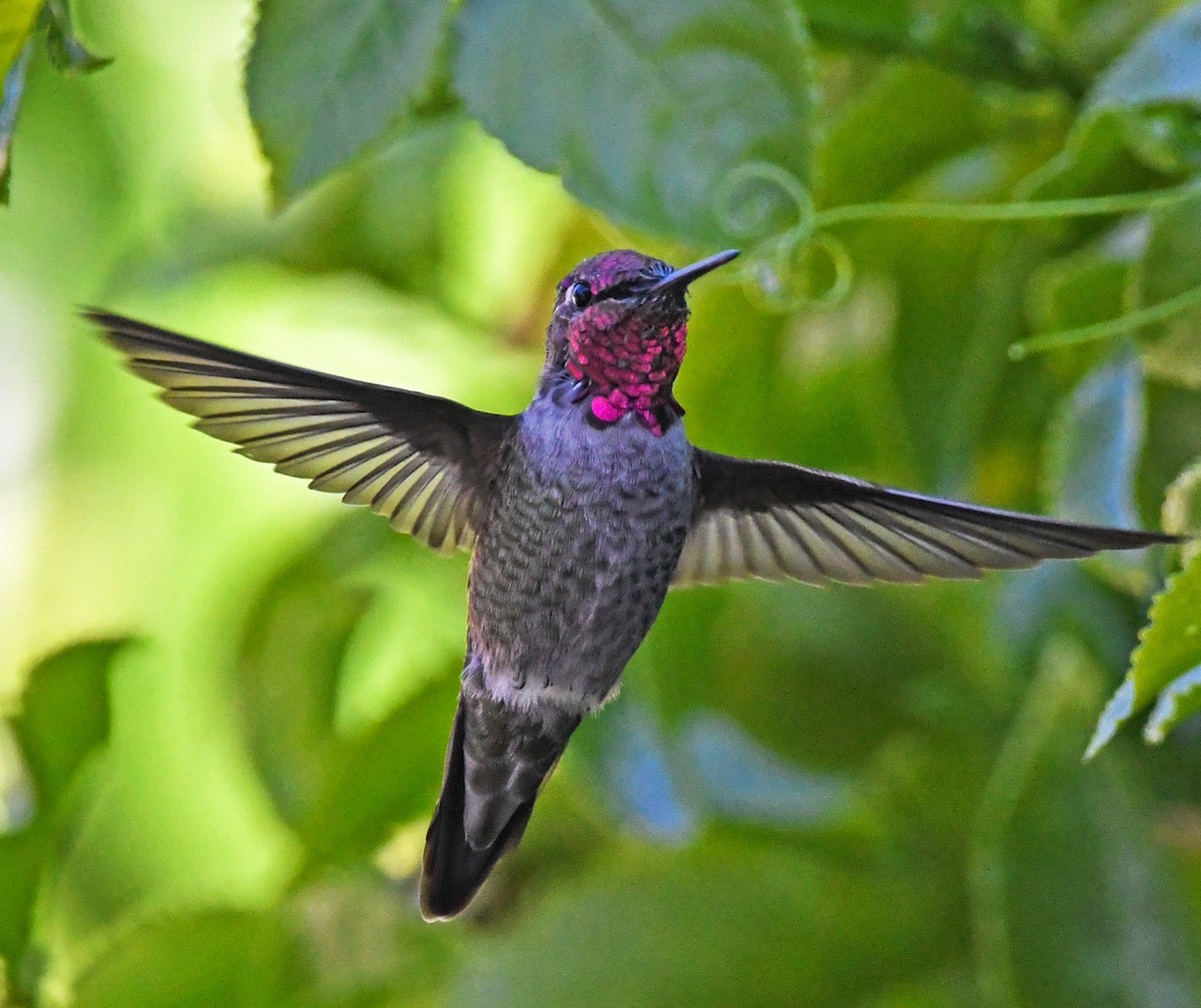 Anna's Hummingbird - ML275593451