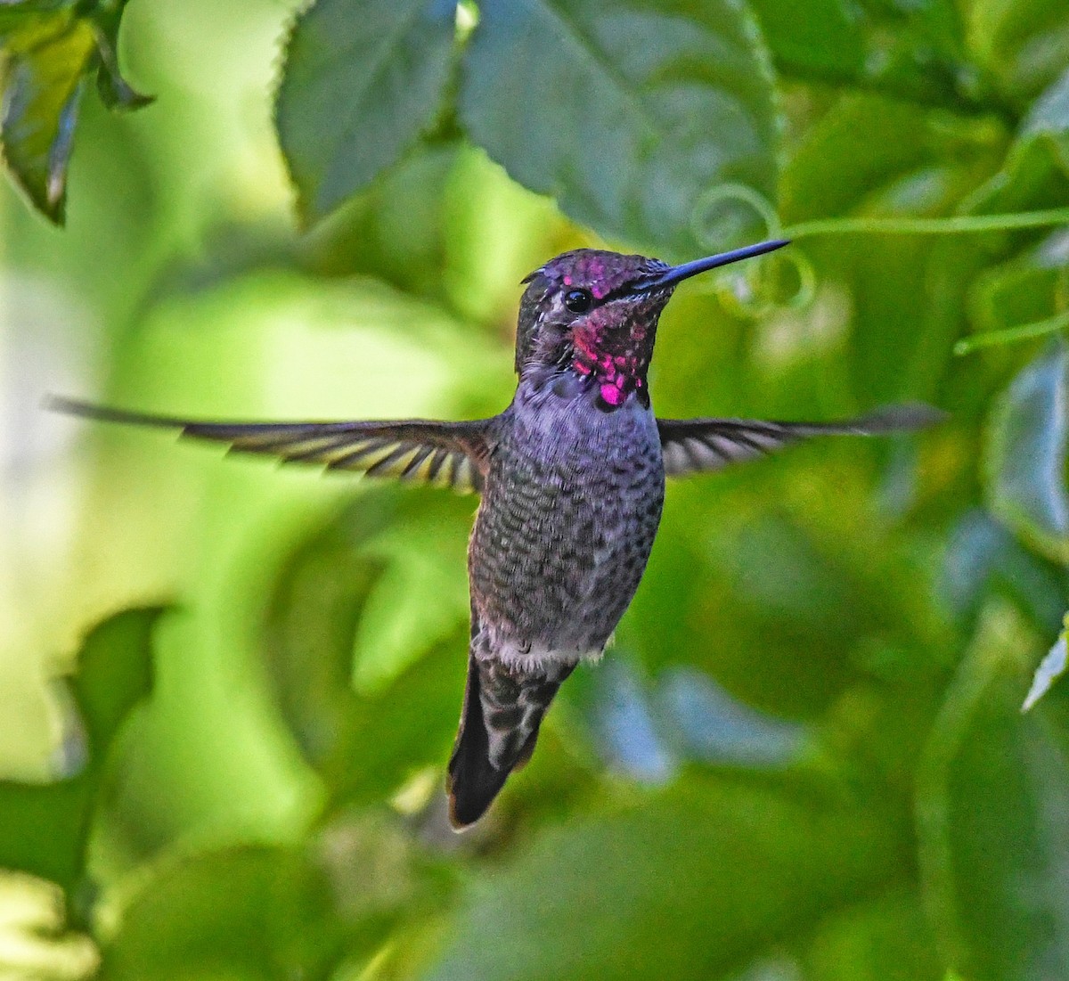 Anna's Hummingbird - ML275593601