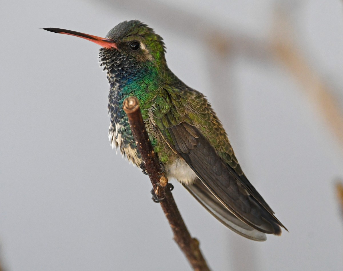 Broad-billed Hummingbird - ML275594861