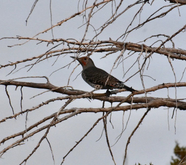 Northern Flicker (Red-shafted) - Larry Langstaff