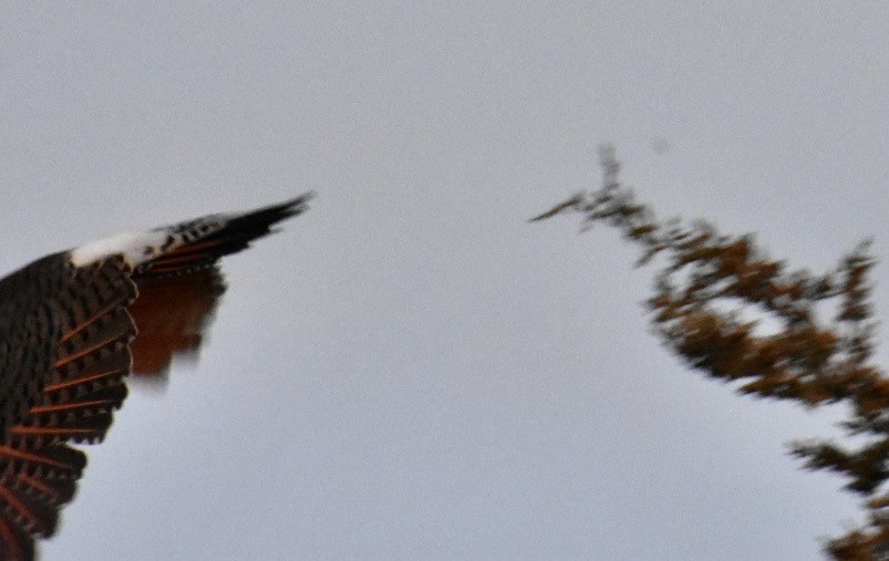 Northern Flicker (Red-shafted) - Larry Langstaff