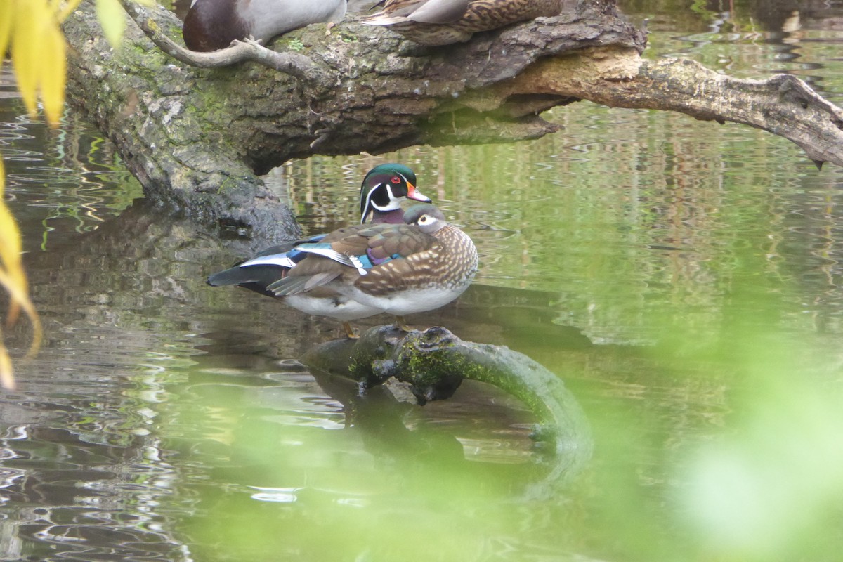 Wood Duck - Doug Niwa