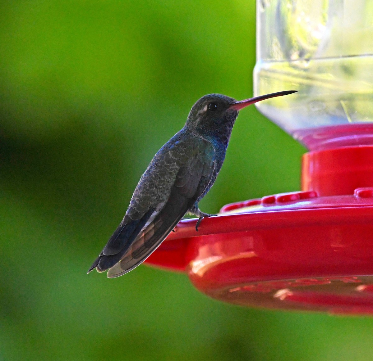 Broad-billed Hummingbird - ML275595331