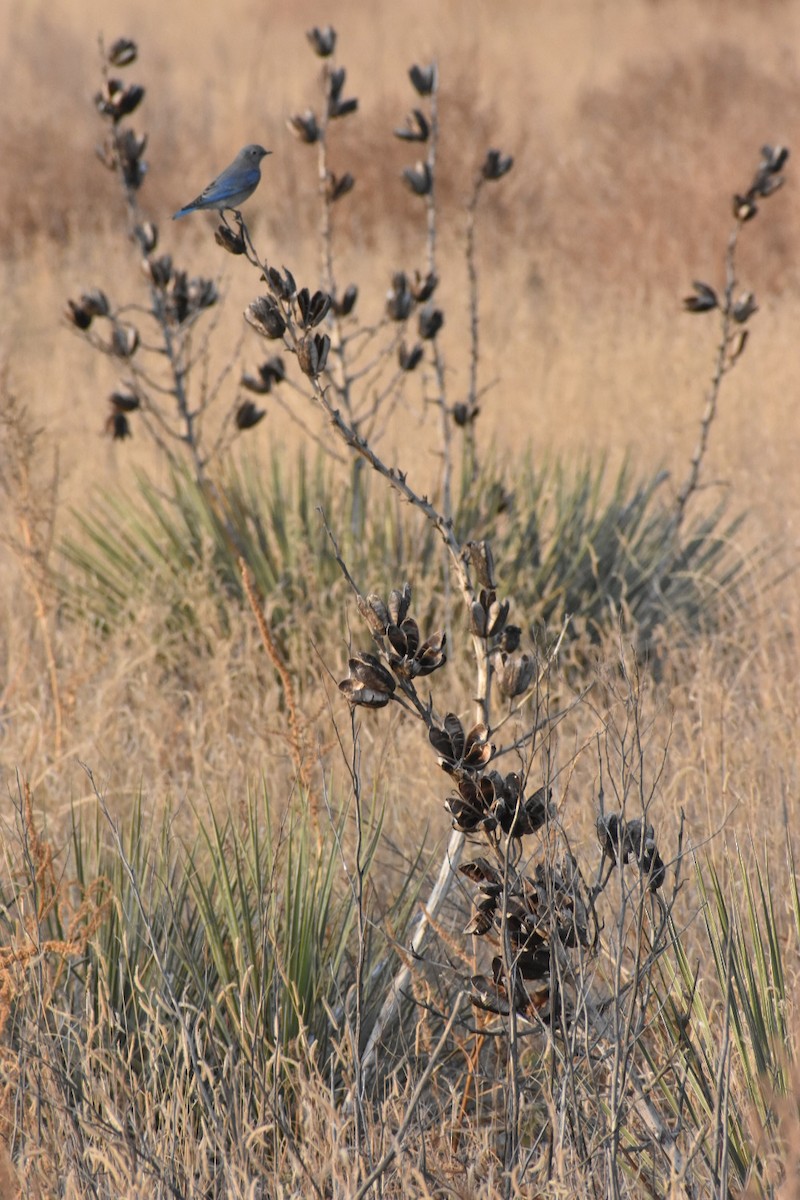 Mountain Bluebird - ML275595441