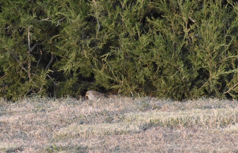 White-crowned Sparrow - Larry Langstaff