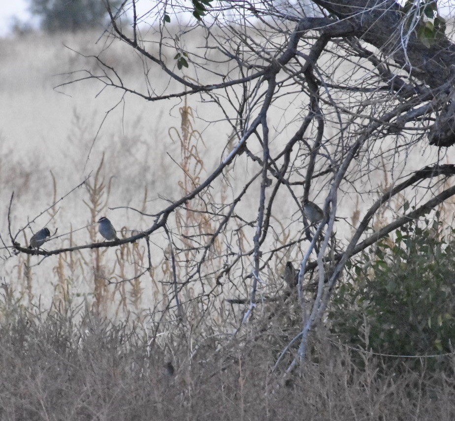 White-crowned Sparrow - ML275595781