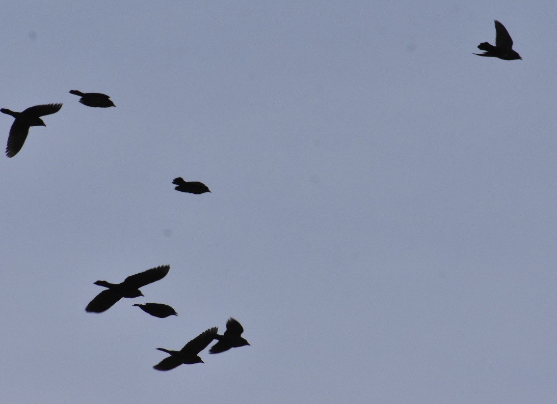 Brewer's Blackbird - Larry Langstaff