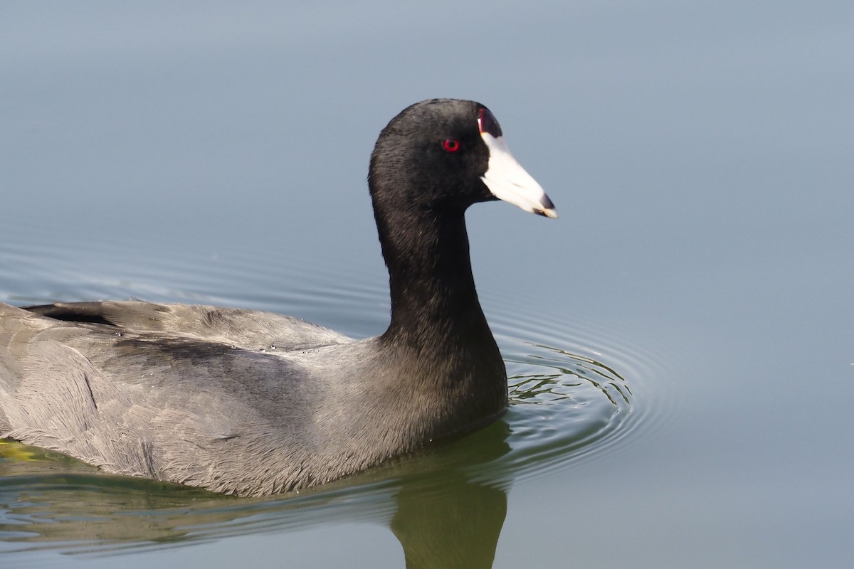 American Coot - Donna Pomeroy