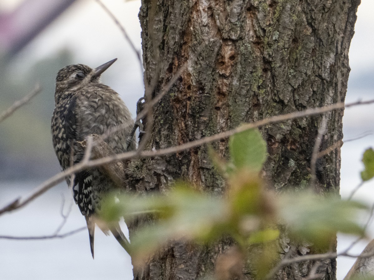 Yellow-bellied Sapsucker - ML275596781