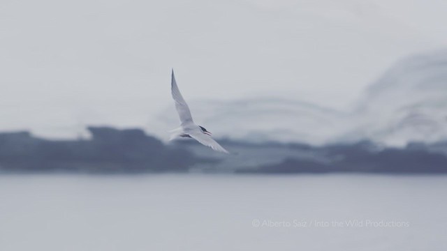 Antarctic Tern - ML275597161