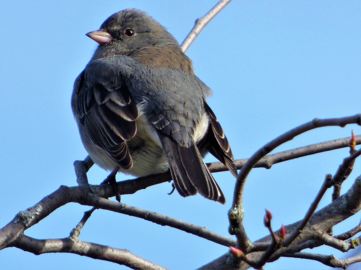 Dark-eyed Junco - Patrice Blouin