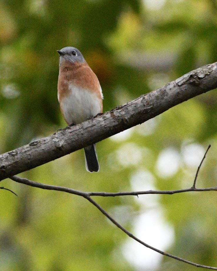 Eastern Bluebird - ML275599021