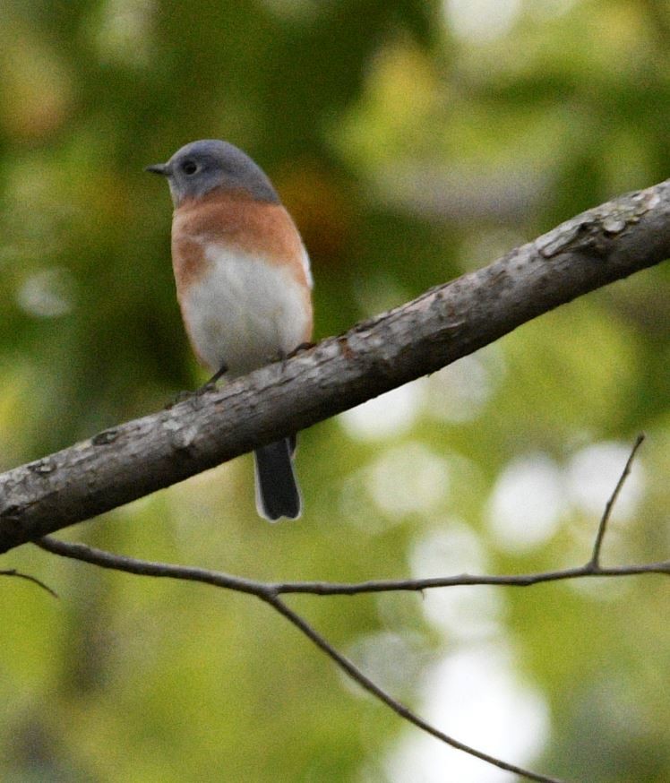 Eastern Bluebird - ML275599151