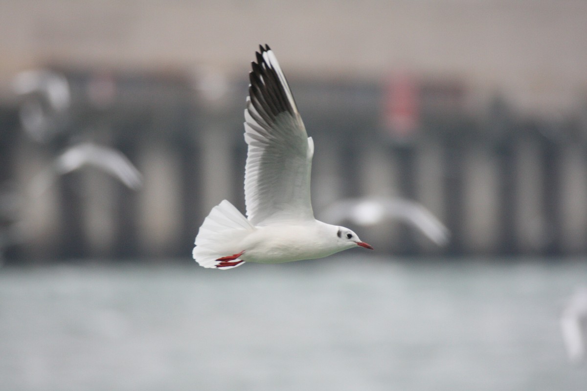 Black-headed Gull - Brad Carlson