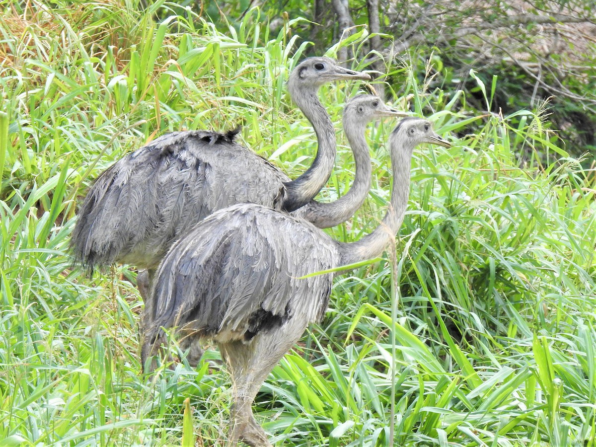 Greater Rhea - ML275600421