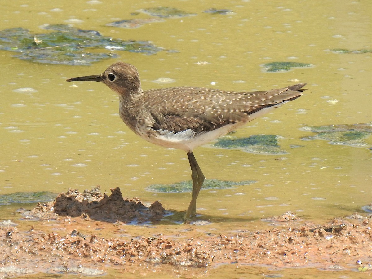 Solitary Sandpiper - ML275600481