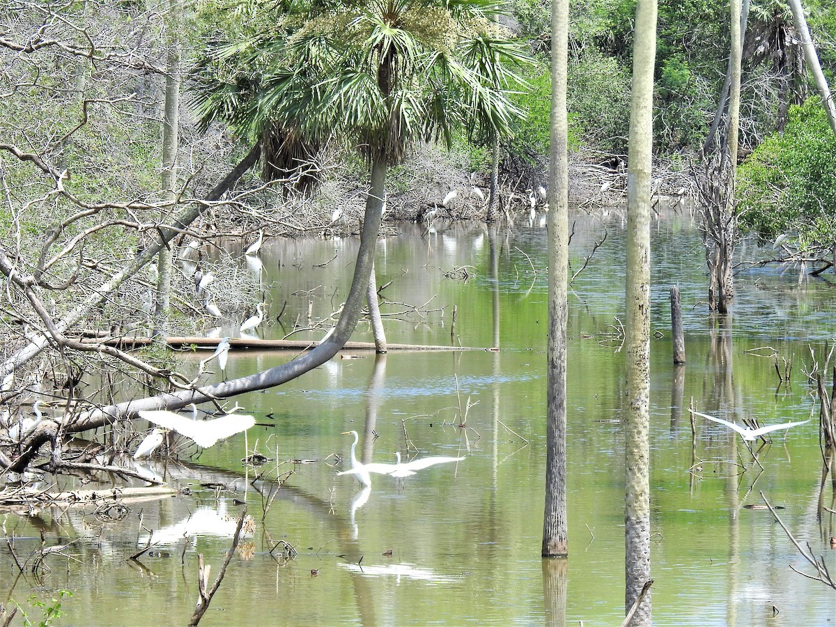 Great Egret - ML275600741