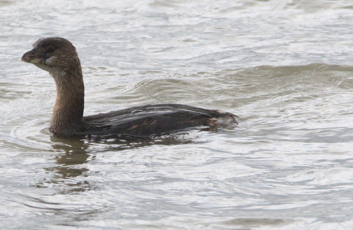 Pied-billed Grebe - ML275601071