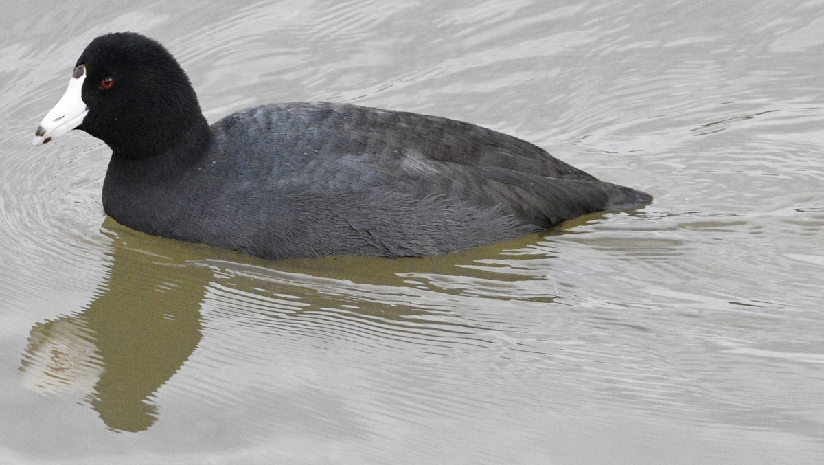 American Coot - Peter Billingham