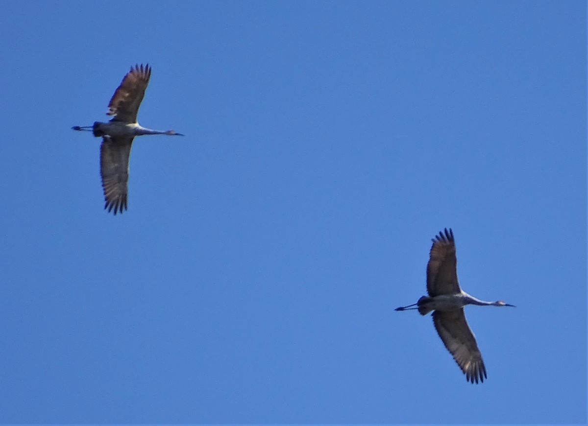 Sandhill Crane - ML275602191