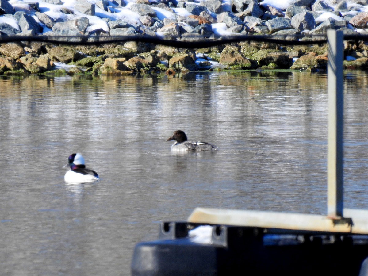 Bufflehead - Nicole St-Amant