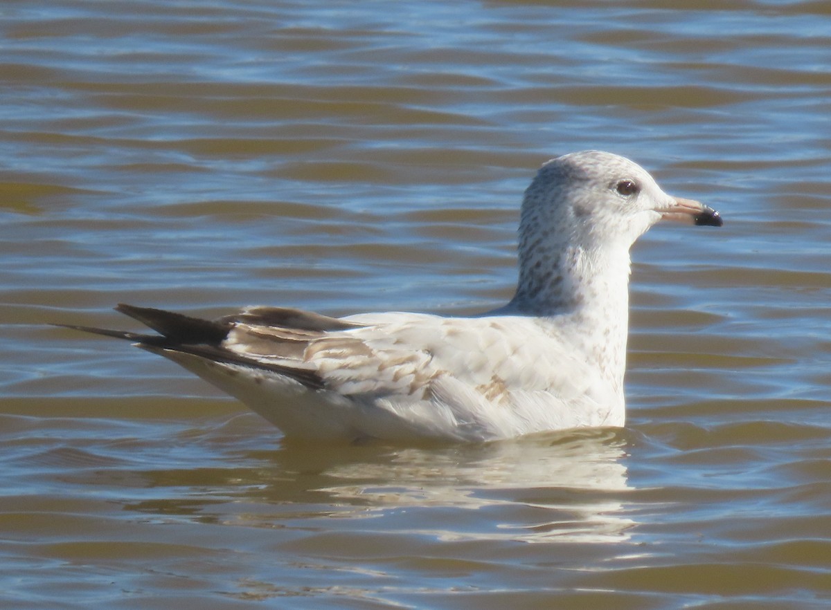 Ring-billed Gull - Carolyn Mangeng